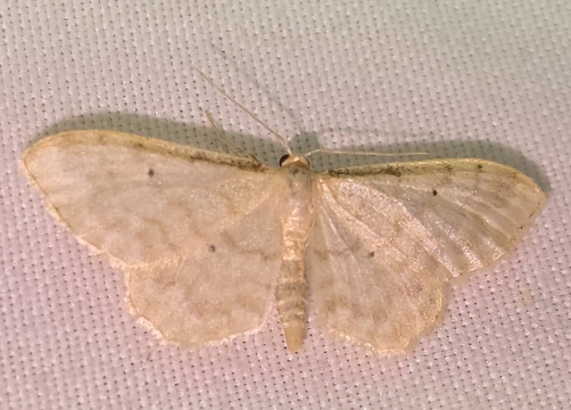 Idaea fuscovenosa - szürkeszélű apróaraszoló