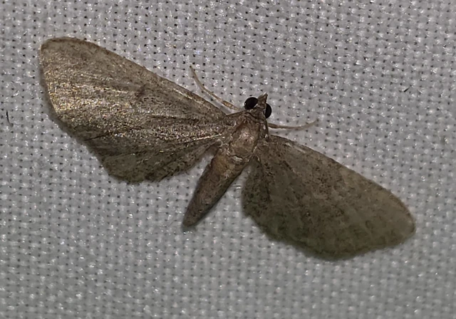 Eupithecia haworthiata - rozsdástestű törpearaszoló