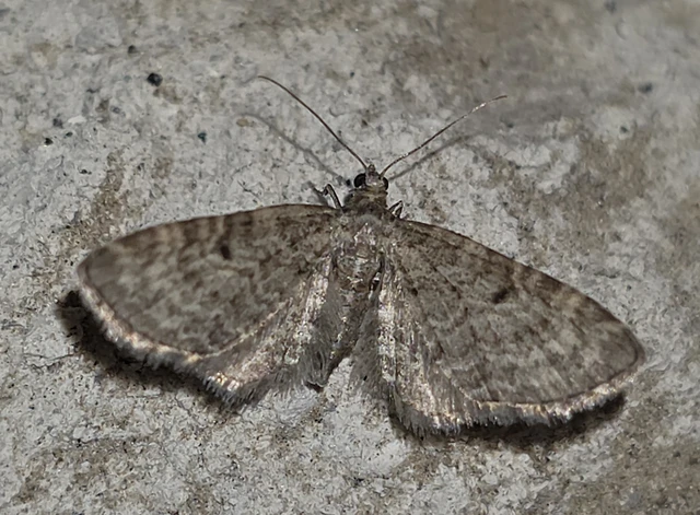 Eupithecia