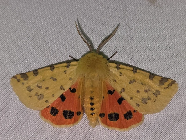 Rhyparia purpurata - bíborszínű medvelepke