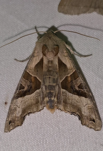 Phlogophora meticulosa - vándorló csipkésbagoly