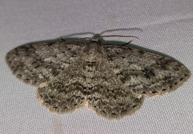 Ectropis crepuscularia - avararaszoló