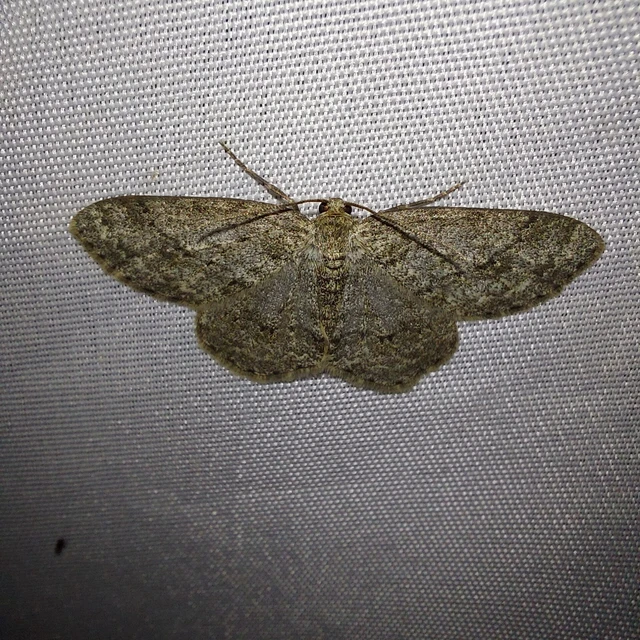 Ectropis crepuscularia - avararaszoló