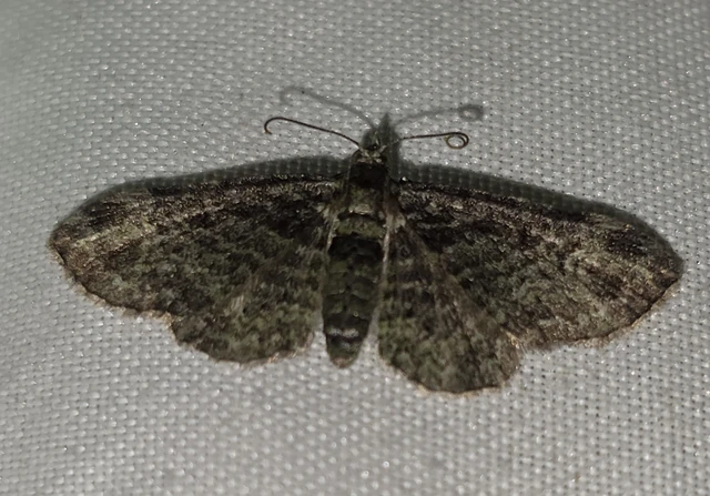 Pasiphila rectangulata - almavirág-araszoló