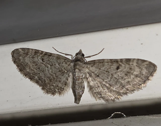 Eupithecia