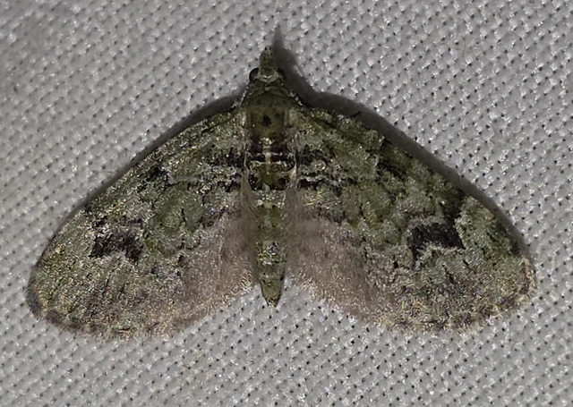 Chloroclystis v-ata - zöldes törpearaszoló
