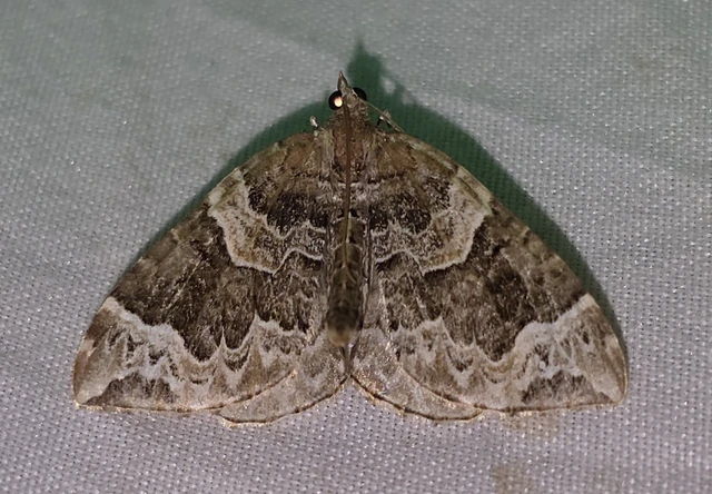 Eulithis prunata - kökény-tarkaaraszoló