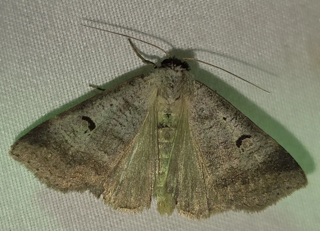 Lygephila pastinum - közönséges csüdfűbagoly