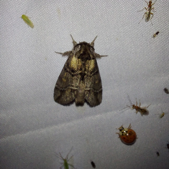 Drymonia velitaris - hegyi púposszövő