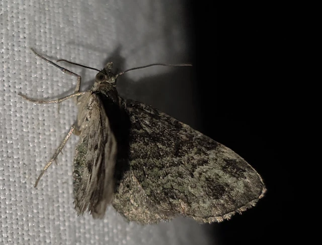 Pasiphila rectangulata - almavirág-araszoló