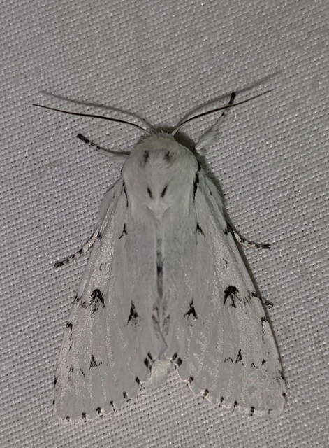 Acronicta leporina - fehér szigonyosbagoly