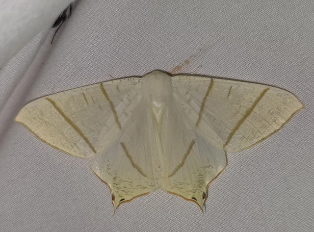Ourapteryx sambucaria - fecskefarkú araszoló