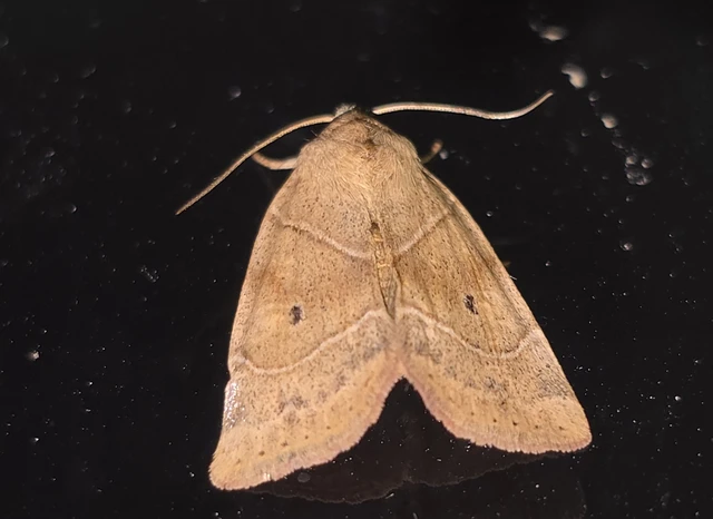 Cosmia trapezina - közönséges lombbagoly