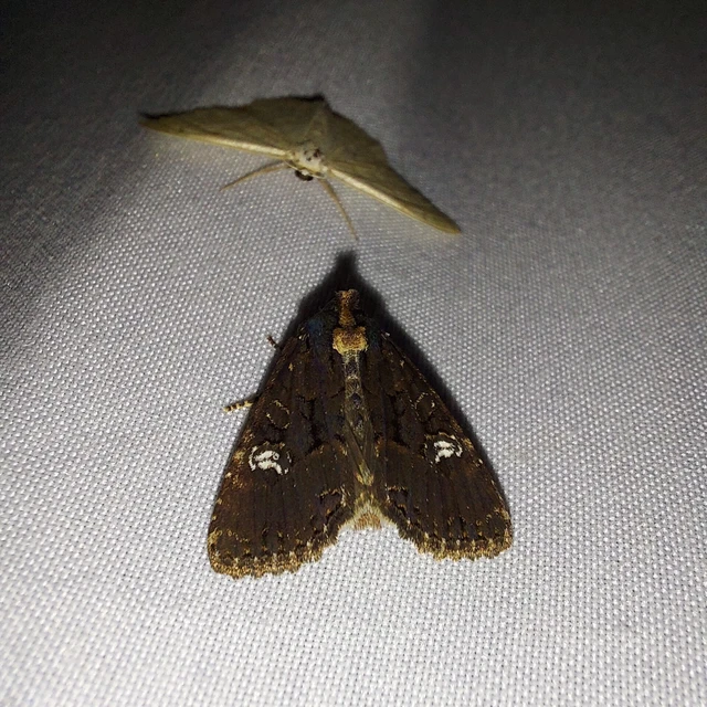 Mesapamea secalella/secalis