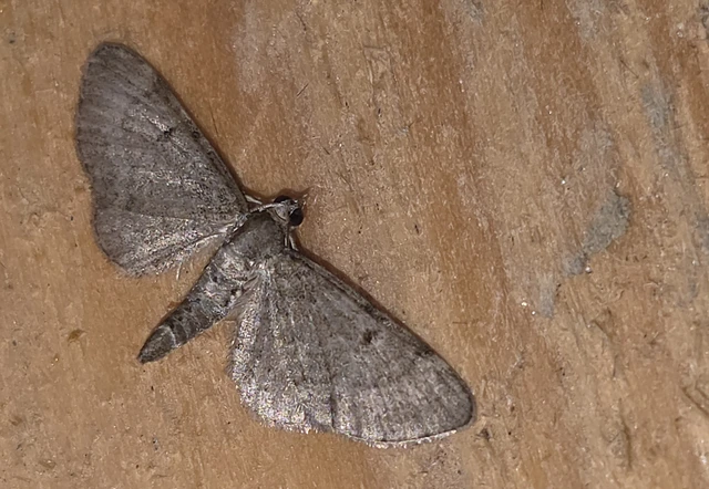 Eupithecia selinata - lápi törpearaszoló