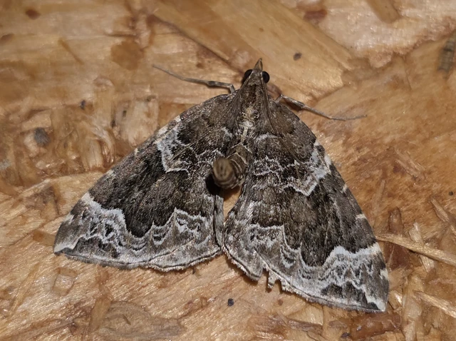 Eulithis prunata - kökény-tarkaaraszoló