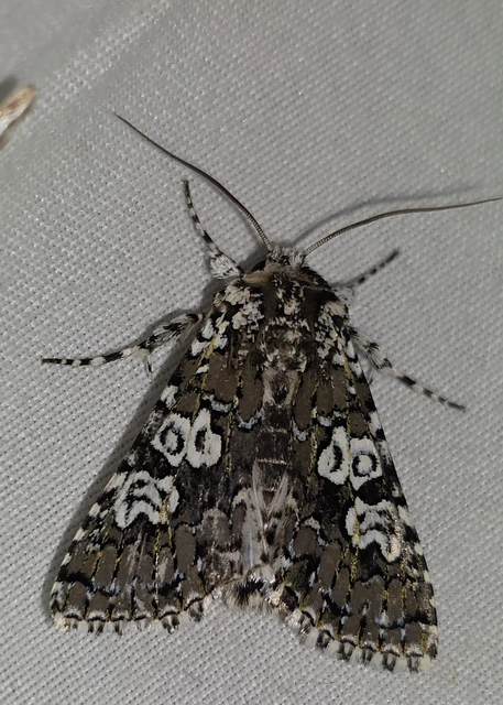 Lamprosticta culta - hármasfoltú bagoly