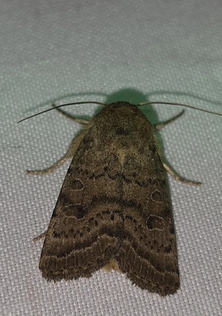 Hoplodrina octogenaria - barna selymesbagoly