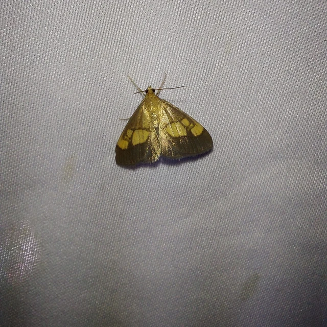 Evergestis limbata - közönséges dudvamoly