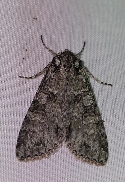Polia nebulosa - ködfoltos bagoly
