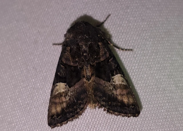 Euplexia lucipara - szeder-csipkésbagoly
