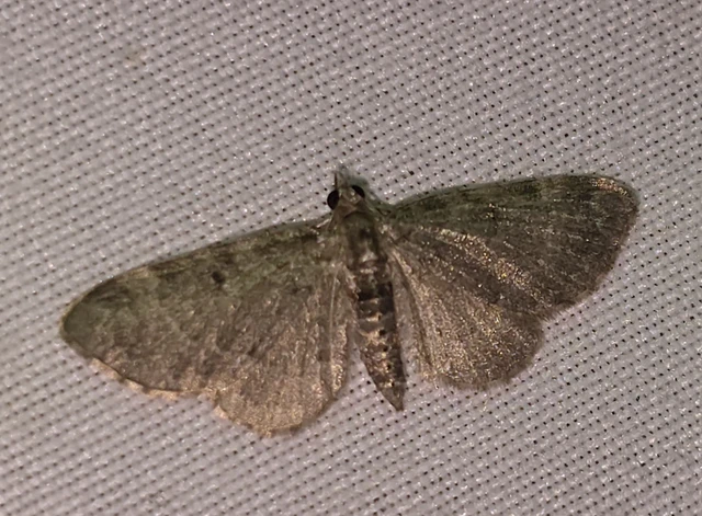 Pasiphila chloerata - hamvas törpearaszoló