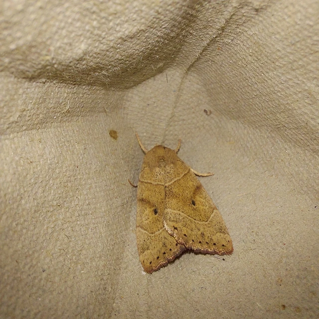 Cosmia trapezina - közönséges lombbagoly