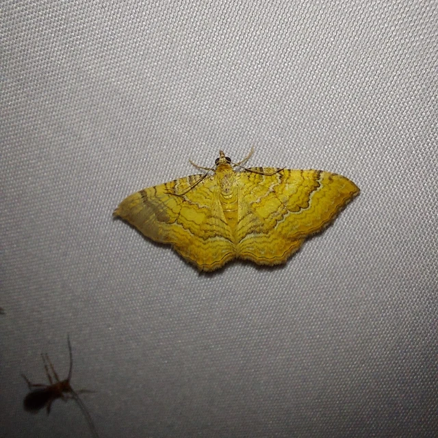 Camptogramma bilineata - kétvonalas sávosaraszoló