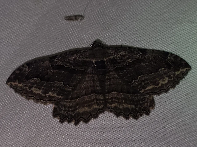 Philereme transversata - varjútövis-araszoló
