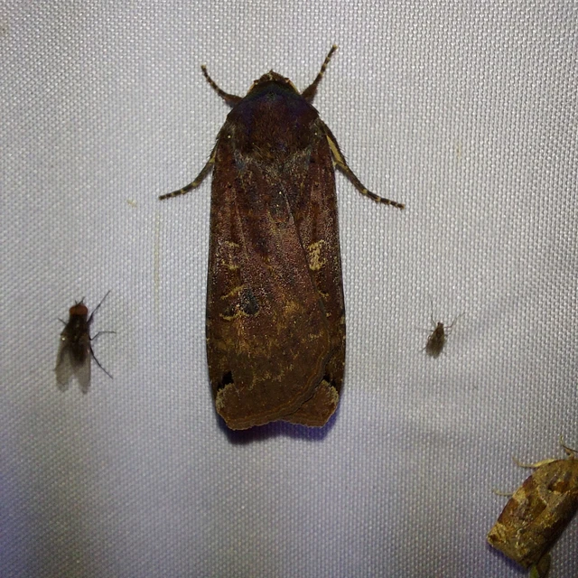 Noctua pronuba - nagy sárgafűbagoly