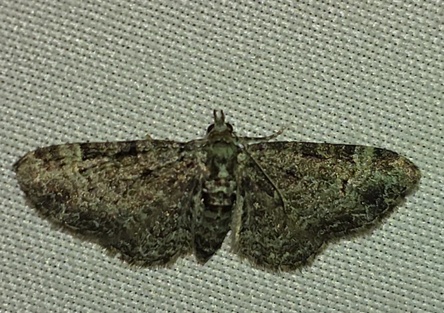 Pasiphila rectangulata - almavirág-araszoló