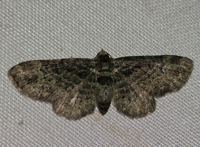 Pasiphila rectangulata - almavirág-araszoló