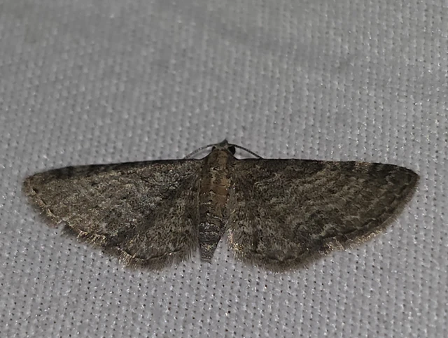 Eupithecia haworthiata - rozsdástestű törpearaszoló