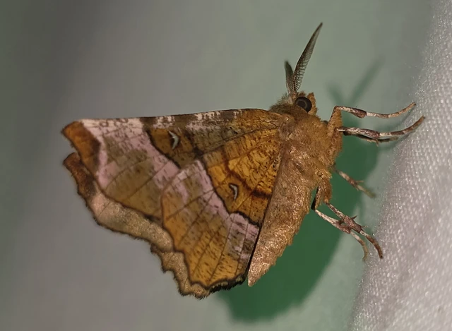 Selenia tetralunaria - négyfoltos holdasaraszoló