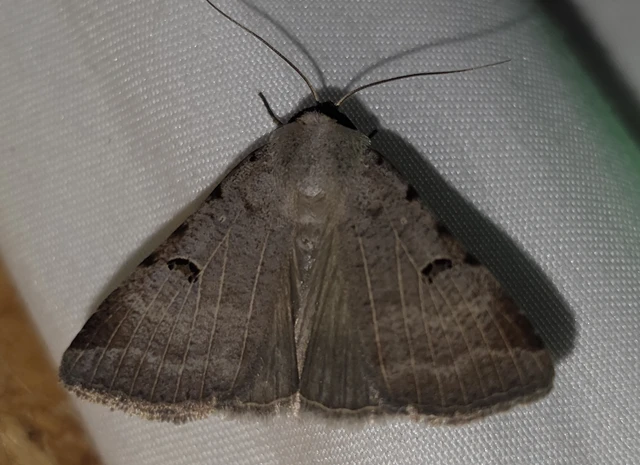 Lygephila craccae - gyakori csüdfűbagoly