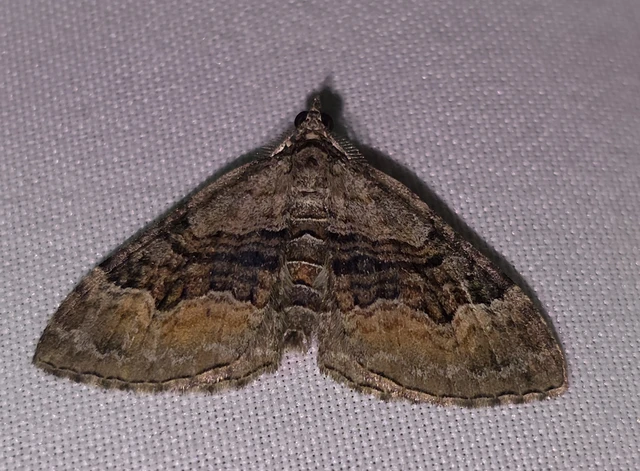 Xanthorhoe quadrifasiata - négysávos tarkaaraszoló