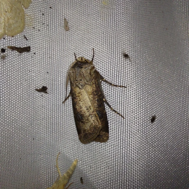 Agrotis clavis - zömök földibagoly