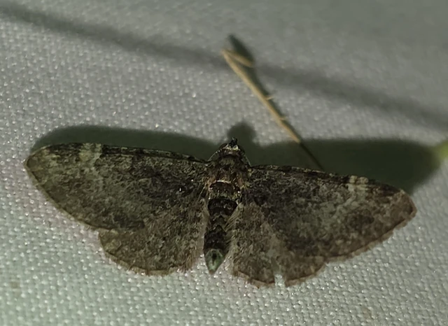 Pasiphila rectangulata - almavirág-araszoló