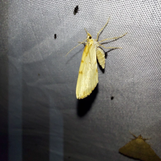 Eulithis pyraliata - sárga galajaraszoló