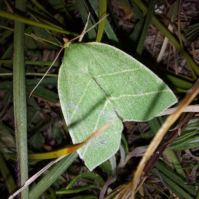 Bena bicolorana - tölgyfa-zöldbagoly