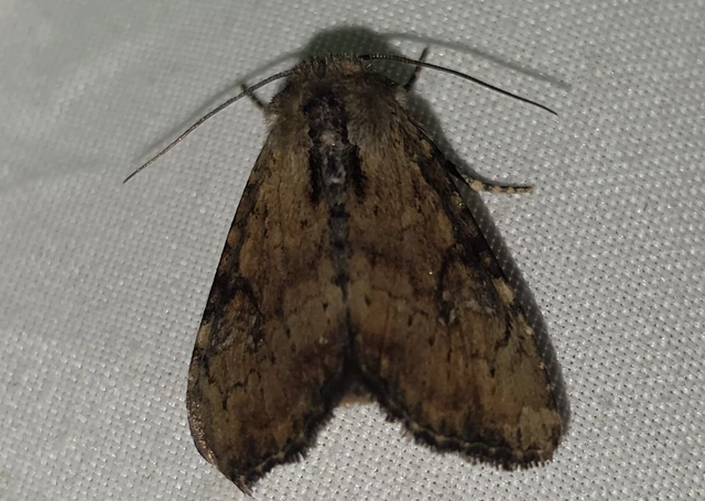 Loscopia scolopacina - csinos dudvabagoly