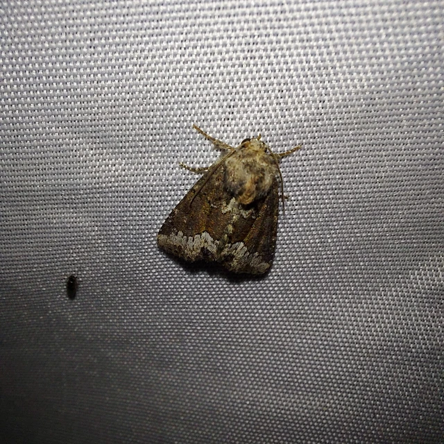 Oligia strigilis - kormos dudvabagoly