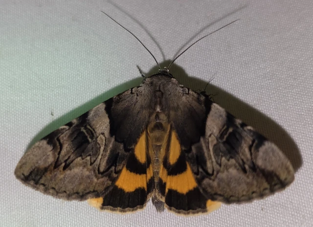 Catocala fulminea - galagonya-övesbagoly