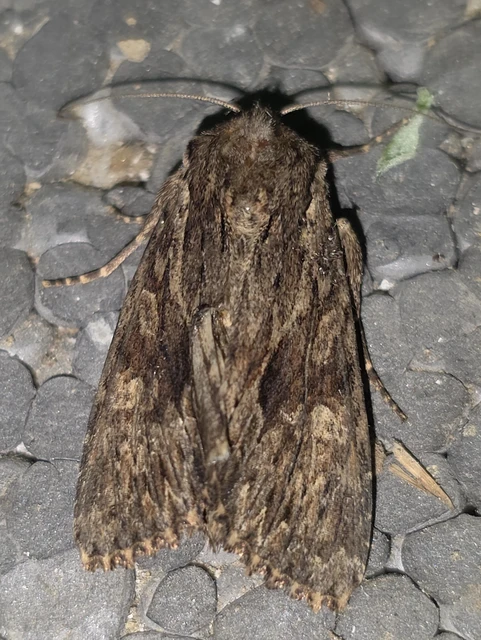 Apamea syriaca tallosi - Tallós dudvabaglya