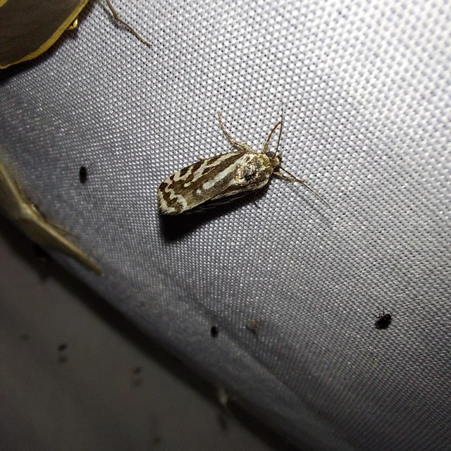 Emmelia trabealis - zebrabagoly