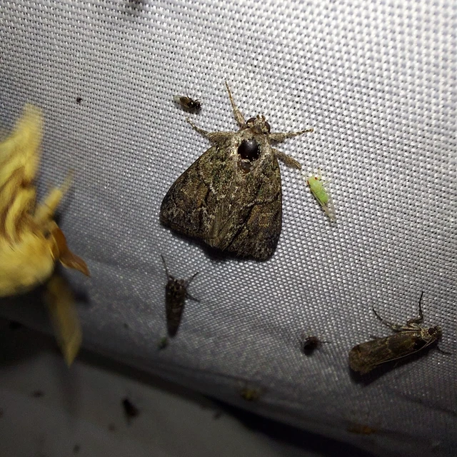 Cryphia fraudatricula - homoki zuzmóbagoly