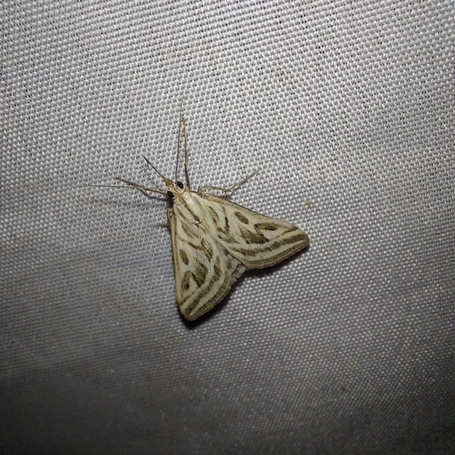 Loxostege aeruginalis - cifra tűzmoly