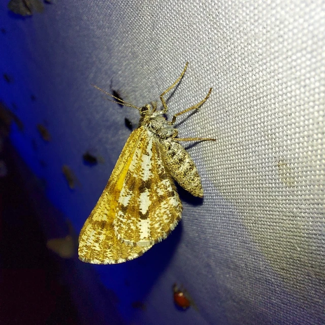 Bupalus piniaria - fenyőaraszoló