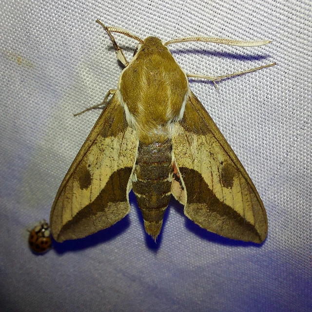 Hyles euphorbiae - kutyatejszender