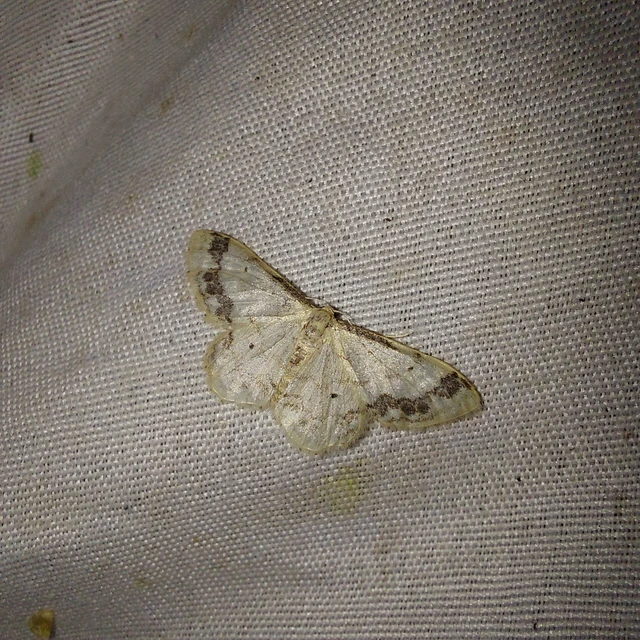 Idaea trigeminata - csúcsfoltos apróaraszoló